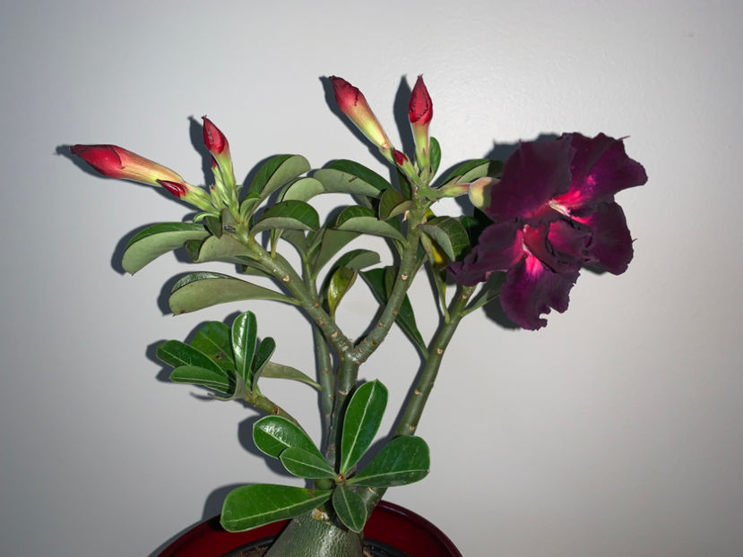  - Plante de interior 2022