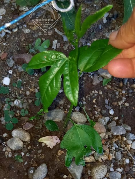 passiflora perena1 - PASSIFLORA incarnata HIBERNICA