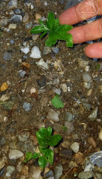 passiflora perena2 - PASSIFLORA incarnata HIBERNICA