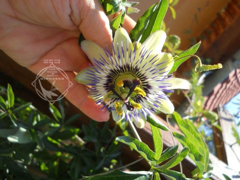 passsiflora caerula1 - PASSIFLORA incarnata HIBERNICA