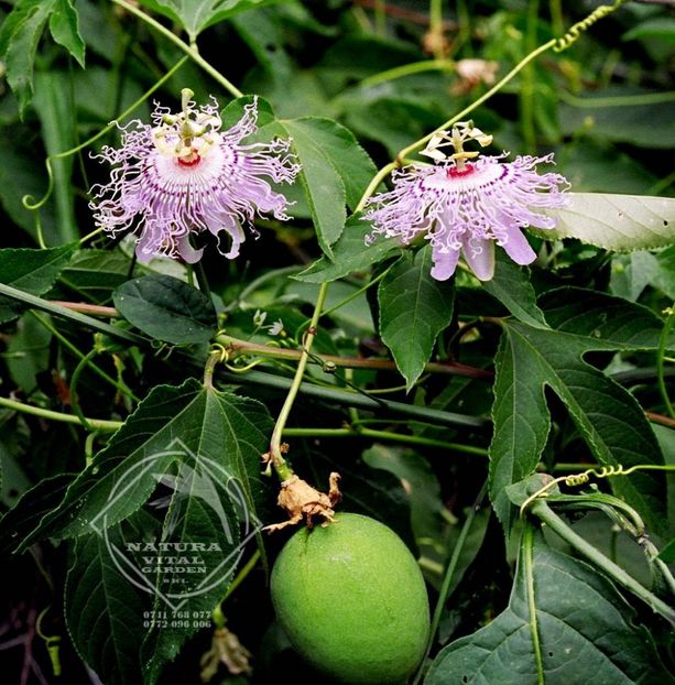passiflora hibernica1 - PASSIFLORA incarnata HIBERNICA