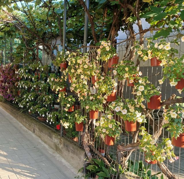 Cel mai frumos gard pe care l-am văzut vreodată - 5-La inima bună din inima țarii