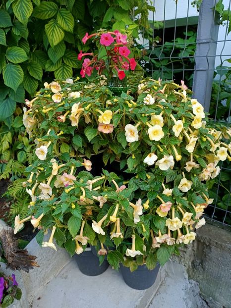 Img.2022.08.03 - 5-La inima bună din inima țarii