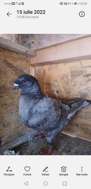 Screenshot_20220807_102047_com.android.gallery3d - Porumbei americani