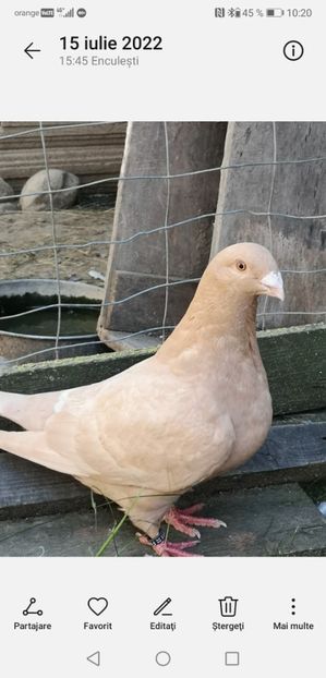 Screenshot_20220807_102041_com.android.gallery3d - Porumbei americani