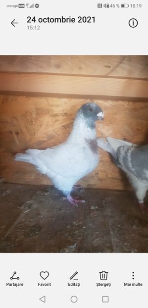 Screenshot_20220807_101914_com.android.gallery3d - Porumbei americani