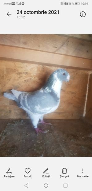 Screenshot_20220807_101904_com.android.gallery3d - Porumbei americani