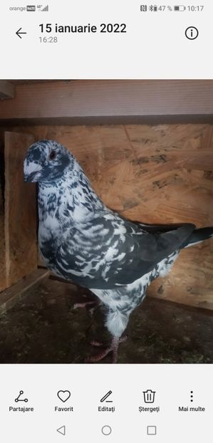 Screenshot_20220807_101701_com.android.gallery3d - Porumbei americani