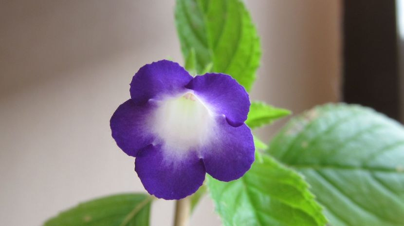 RF's Silmar - ACHIMENES 2022