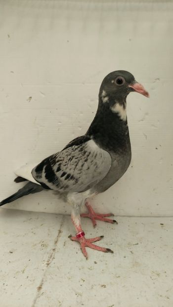 vandut - De vânzare voiajori pui 2022