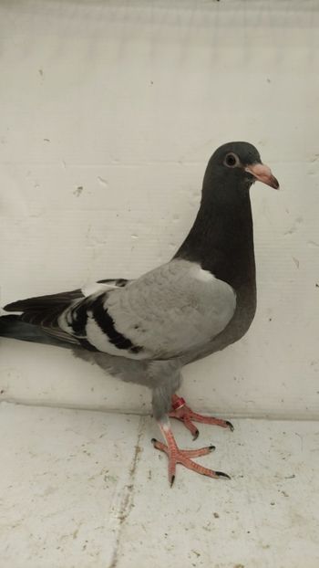 vandut - De vânzare voiajori pui 2022