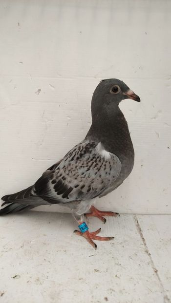 vandut - De vânzare voiajori pui 2022