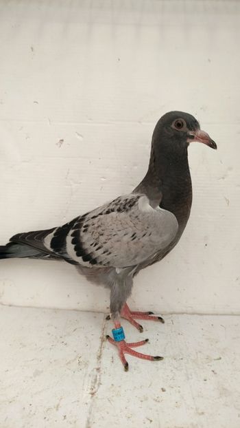 vandut - De vânzare voiajori pui 2022