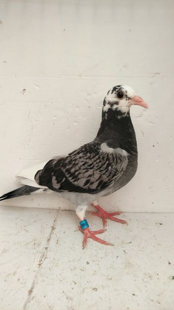 vandut - De vânzare voiajori pui 2022