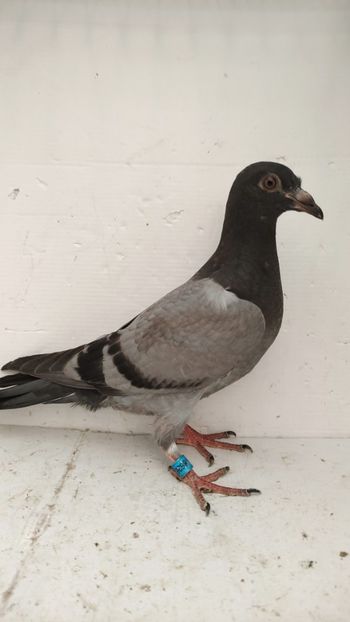 vandut  65buc - De vânzare voiajori pui 2022