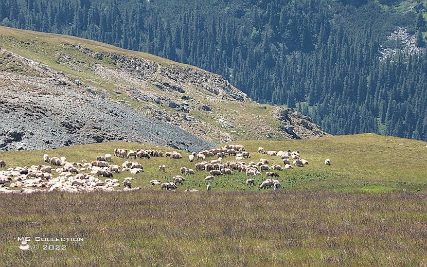Ranca - Transalpina - LOCURI DIN ROMANIA - PLACES FROM ROMANIA