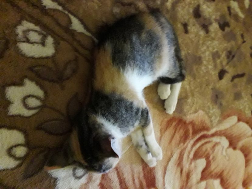 20220806_125009[1] - pisicute