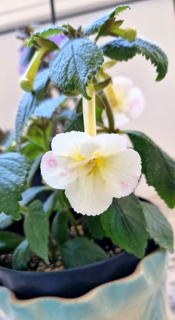  - Santiano Improved R