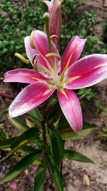  - Gladiole