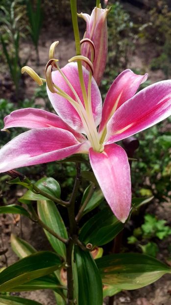  - Gladiole
