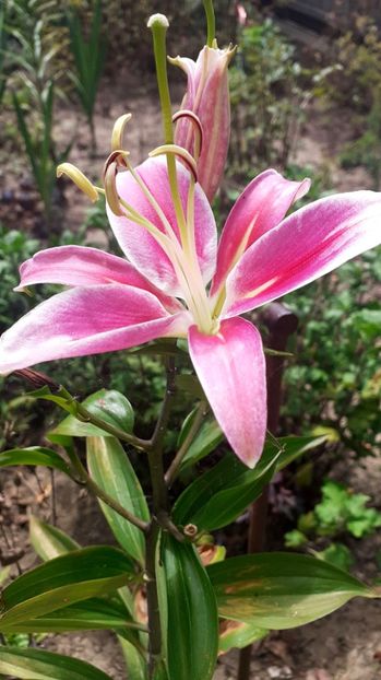  - Gladiole