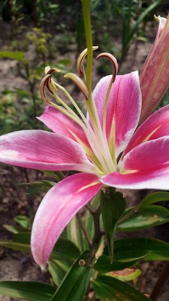  - Gladiole