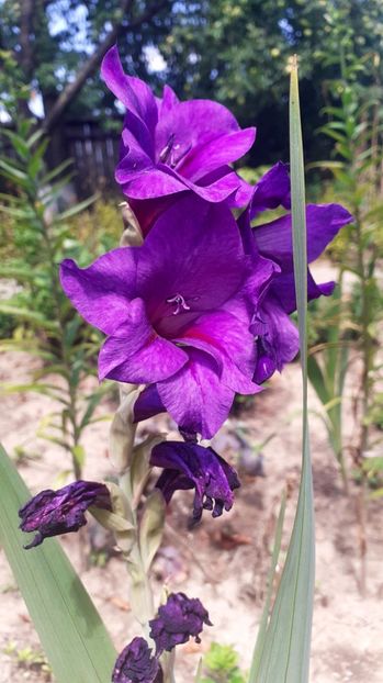  - Gladiole