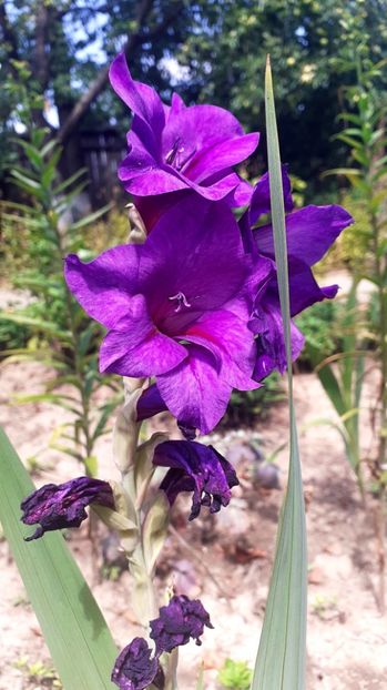  - Gladiole
