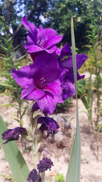  - Gladiole