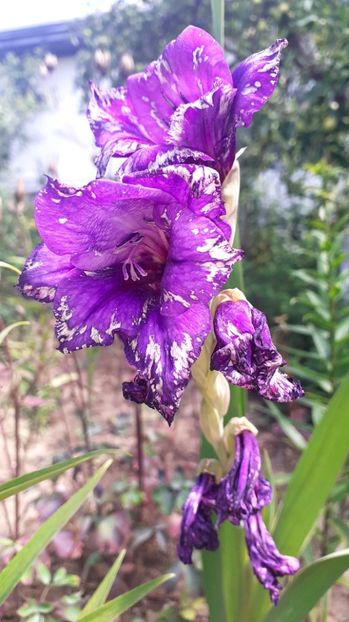  - Gladiole
