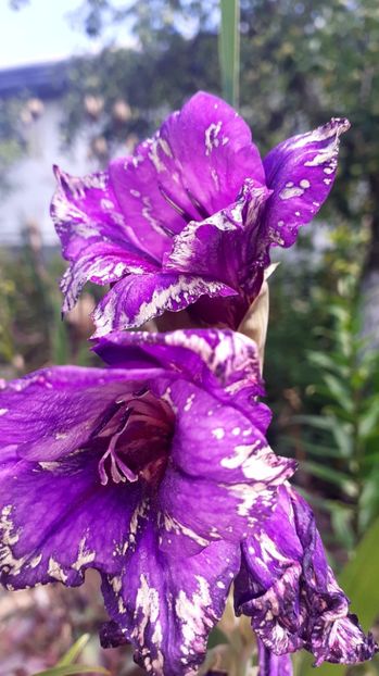 - Gladiole