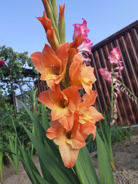  - Gladiole