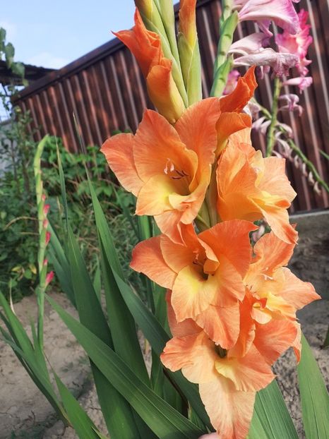  - Gladiole
