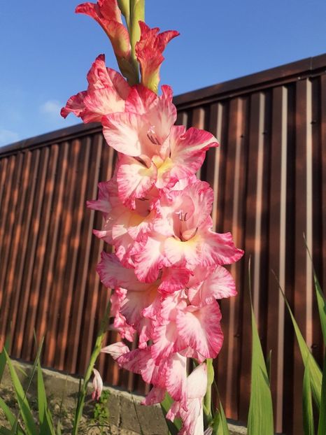  - Gladiole