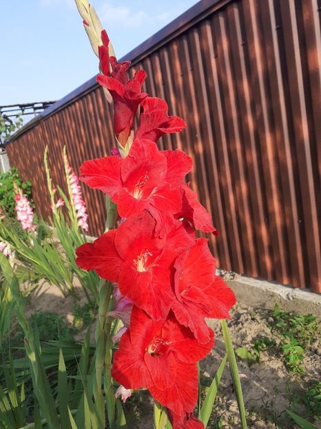  - Gladiole