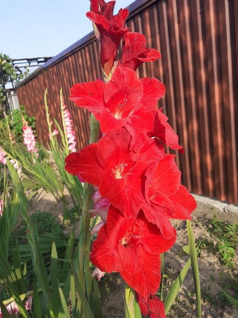  - Gladiole