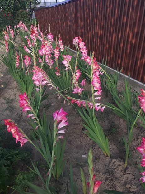  - Gladiole