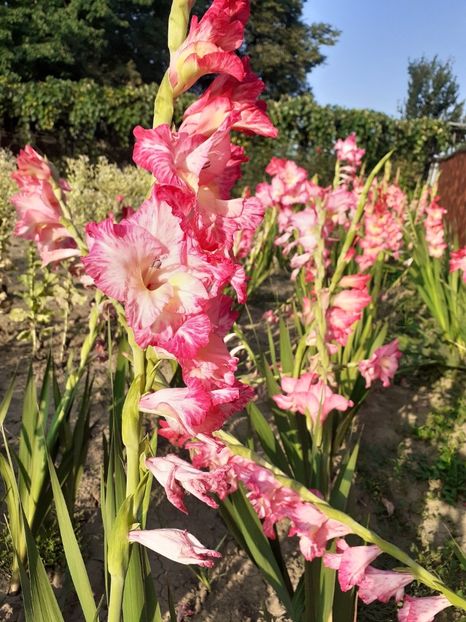  - Gladiole