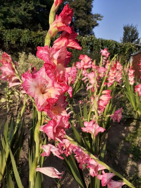  - Gladiole