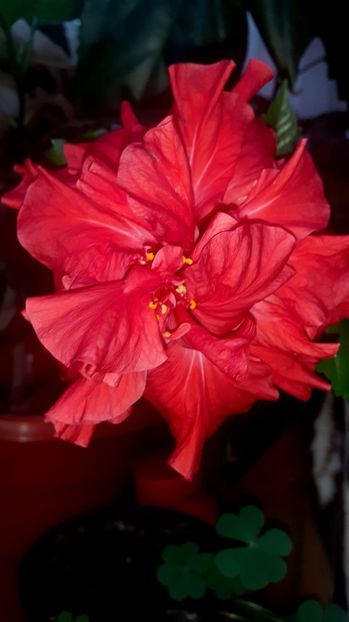  - Alte flori