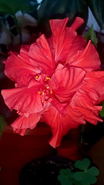  - Alte flori