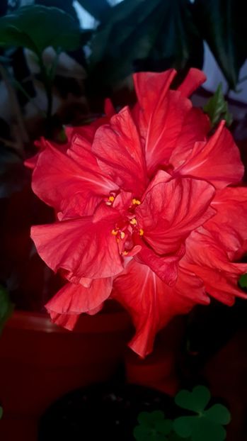  - Alte flori