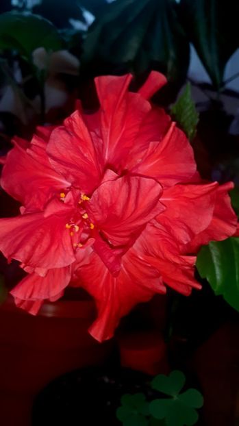  - Alte flori