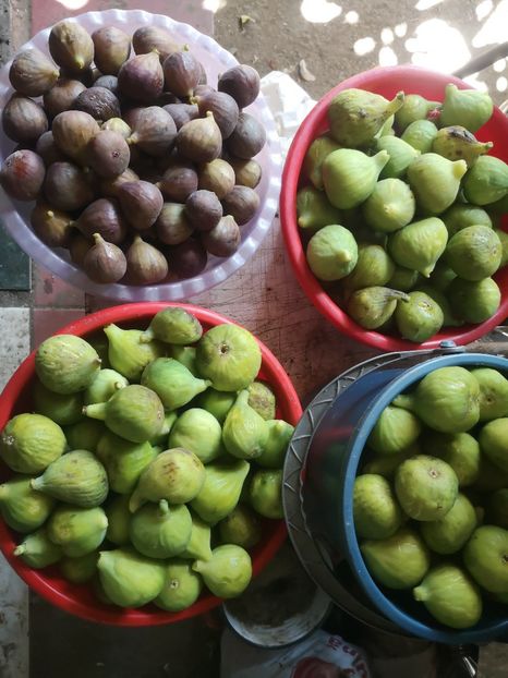 smochine 07.08-12 kg - Arbori fructiferi 2022