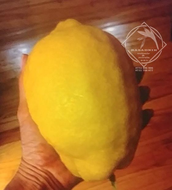 chitra ponderosa 3 - CHITRA PONDEROSA unul din citricele cu cel mai mare fruct