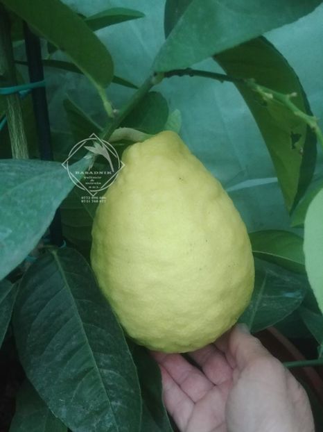 chitra ponderosa1 - CHITRA PONDEROSA unul din citricele cu cel mai mare fruct