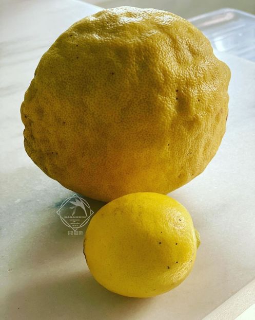 chitra ponderosa4 - CHITRA PONDEROSA unul din citricele cu cel mai mare fruct