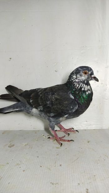 M 2021 - Por comuni
