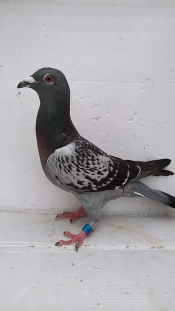  - De vanzare voiajori 2