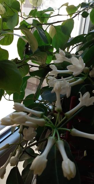 received_786301046059930 - Stephanotis parfumata - Iasomia de Madagascar -Floarea Fericirii
